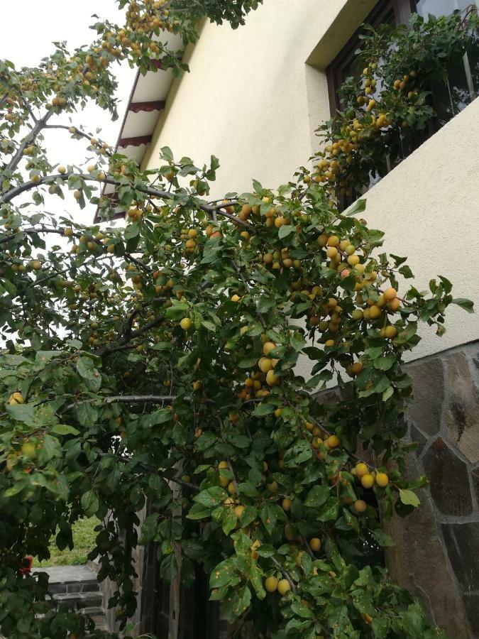 فيلا Casa Flutar مويزي المظهر الخارجي الصورة